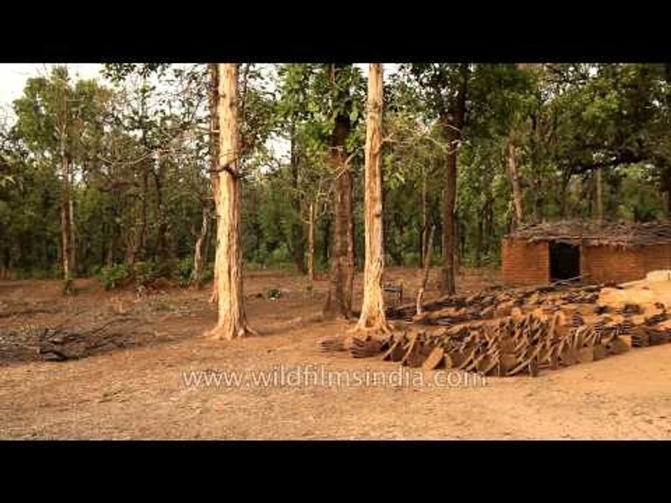 Cow patties used in village near Panna Tiger Reserve in Madhya Pradesh