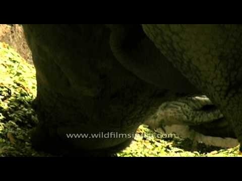 Rhino grazing on a grassland