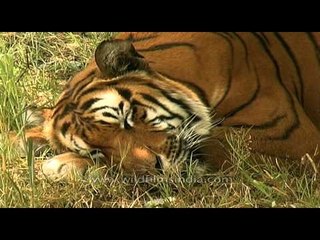 Tiger gets sleepy and takes a nap