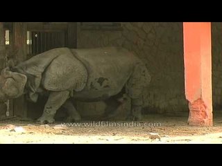 Rhinoceros bangs head on cage door, with unsheathed penis