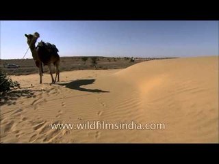 Calotropis procera growing in middle of Thar desert