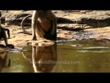 Hanuman langurs at a waterhole in Panna National Park