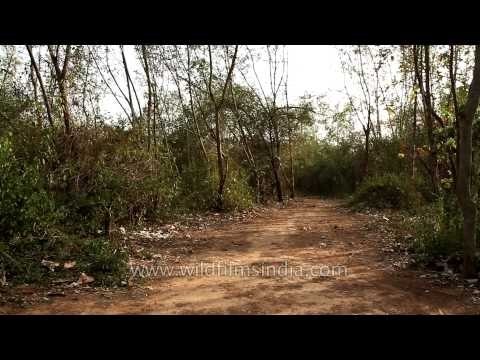 Way to Ken River Lodge cottages, Panna National Park