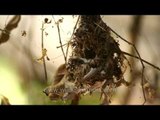 Purple Sunbird feeding its new born chicks - Panna National Park