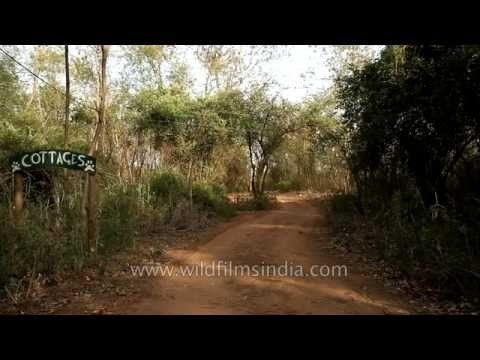 Road heading towards cottages of Ken River Lodge