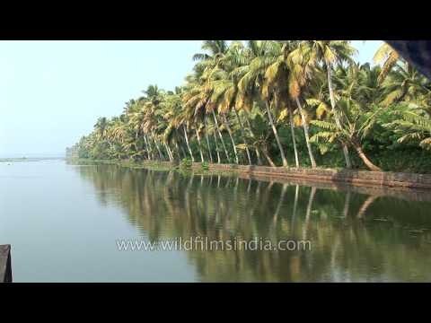 Water hyacinth floating on Kerala backwaters