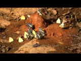 Butterflies mud-puddling at Panna National Park