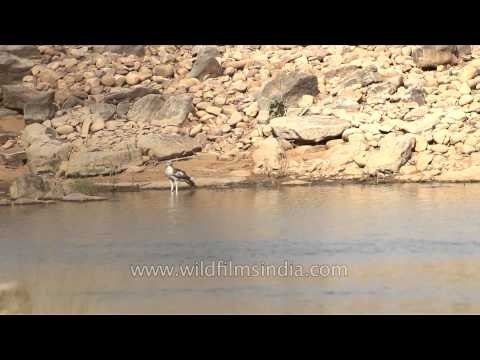 Crested Hawk Eagle sits by Ken River in Panna National Park
