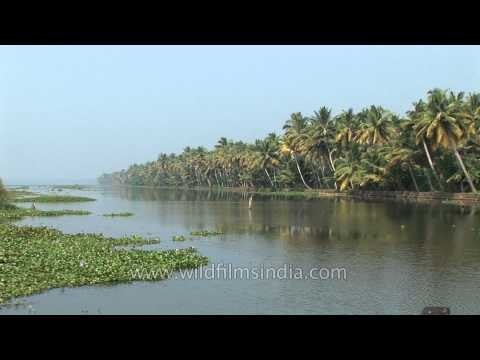 Water hyacinth floating on backwaters of Kerala