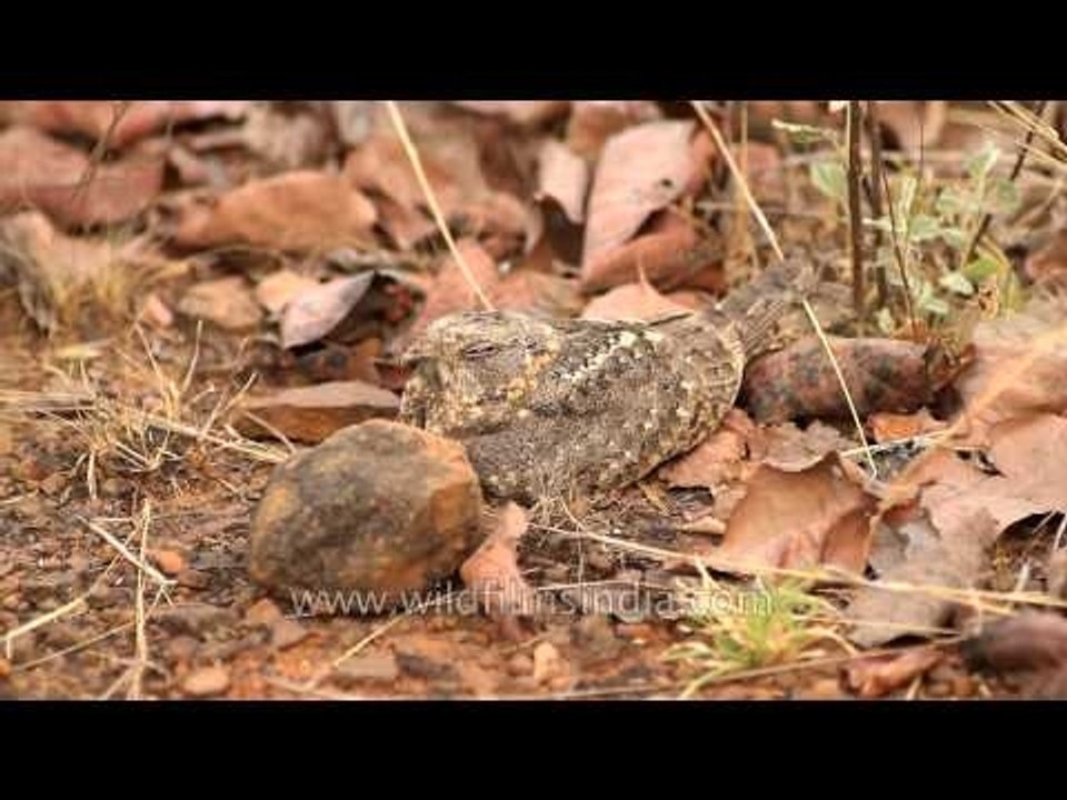 Jungle Nightjar (Caprimulgus indicus)