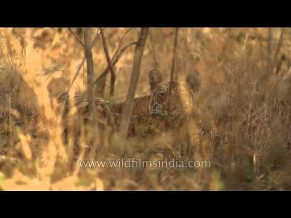 A pair of Tigers in dry forest of Panna National Park
