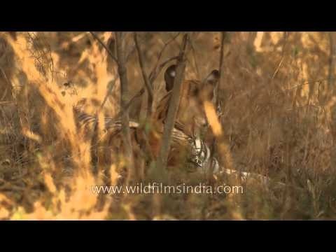 Tiger resting on tall dry grasses - Panna National Park