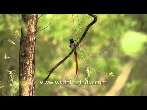 Sub-adult male Paradise Flycatcher pirouettes in Panna