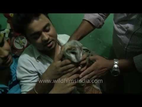 A young barn owl found and rescued in Dakshin Puri Ext, Delhi