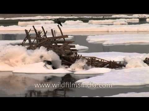 Polluted Yamuna river flowing in Delhi