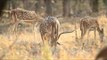 Spotted deer grazing on dry grasses