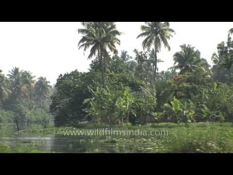 Boatman carrying fruits through backwaters of Kerala