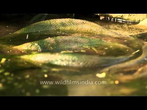 Asiatic rock python resting in water - Panna National Park