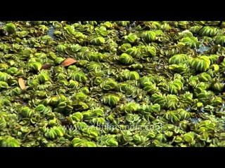 Vegetation of Kerala backwaters