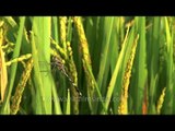 Paddy fields in Kerala