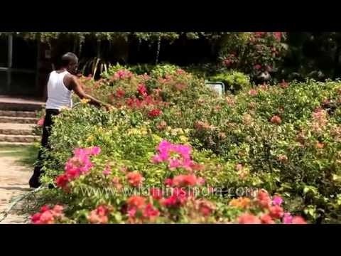 Gardener waters Bougainvillea shrubs at Lodi Gardens