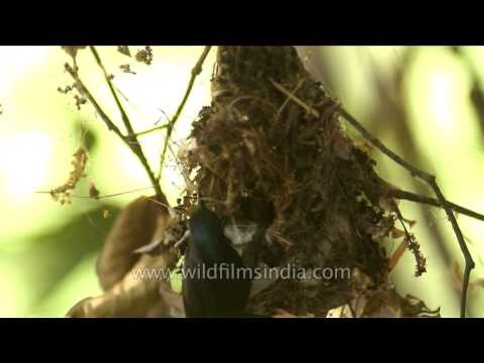 Purple Sunbird feeding new born chicks