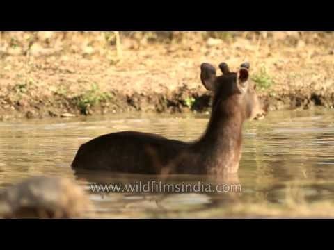 Sambar deer wades through water in Panna National Park