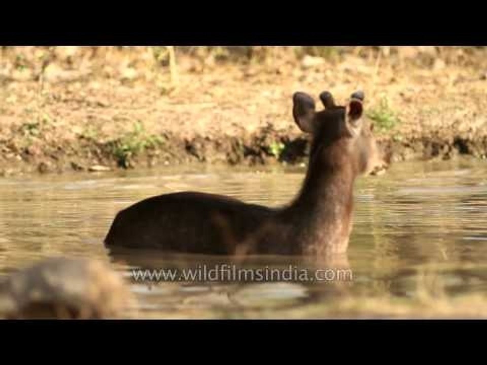 Sambar deer wades through water in Panna National Park