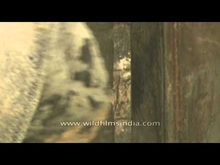 Close up of Indian Rhinoceros