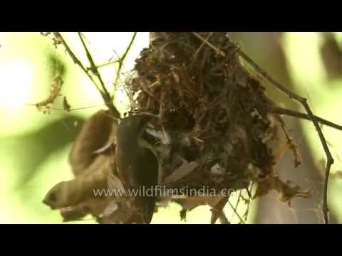 Purple Sunbird feeding its chicks at Panna National park