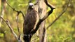 Crested serpent eagle perched on tree branch - Panna National Park