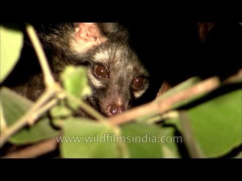 Close-up of Asian Palm Civet in Madhya Pradesh