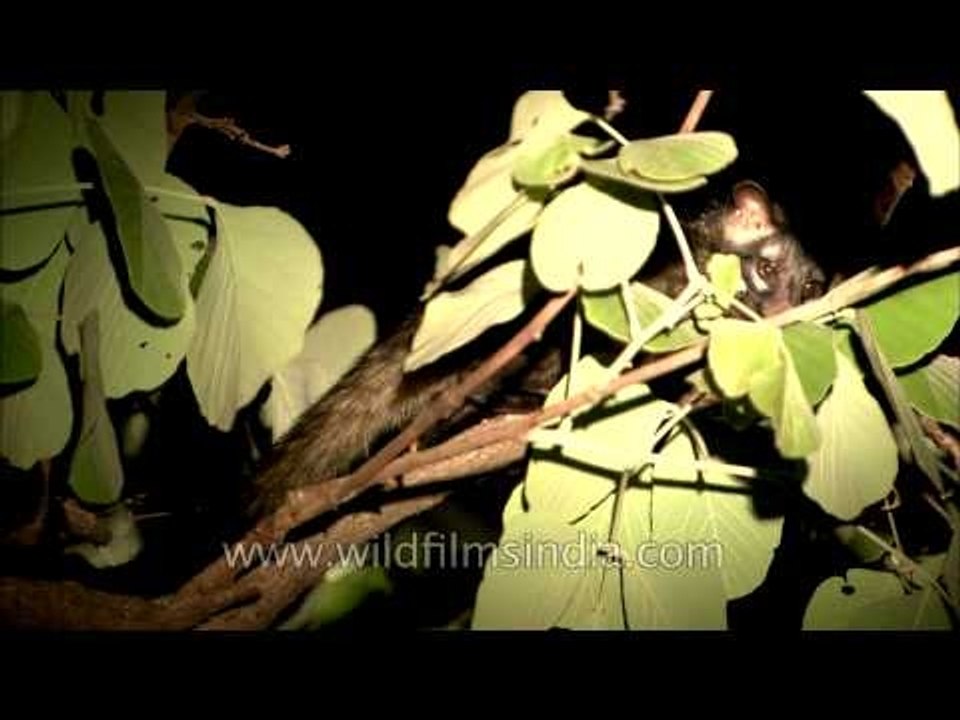 Asian Palm Civet hiding behind green leaves