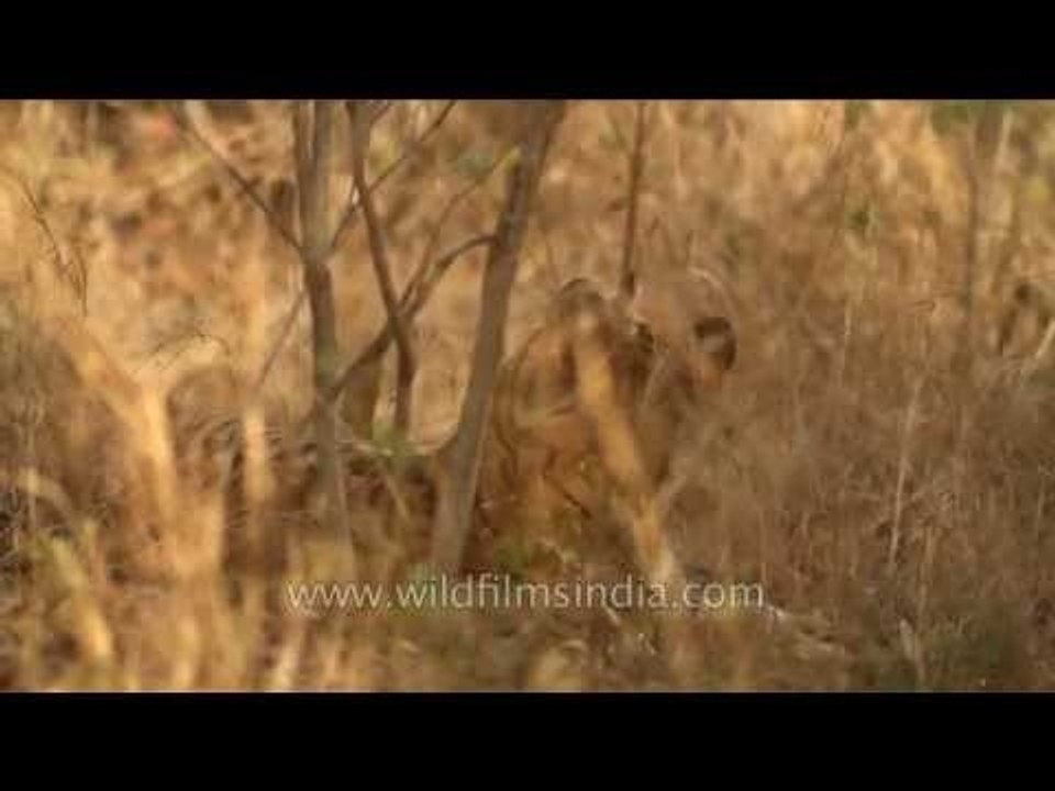 Tigers resting in dry forests of Panna National Park, Madhya Pradesh