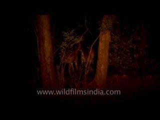 Group of Nilgai in Panna National Park