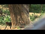 Macaques play around city garbage