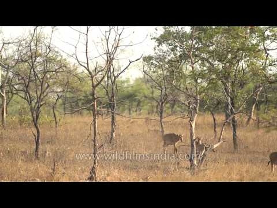 Female Nilgai grazing on dry grassland of Panna National Park