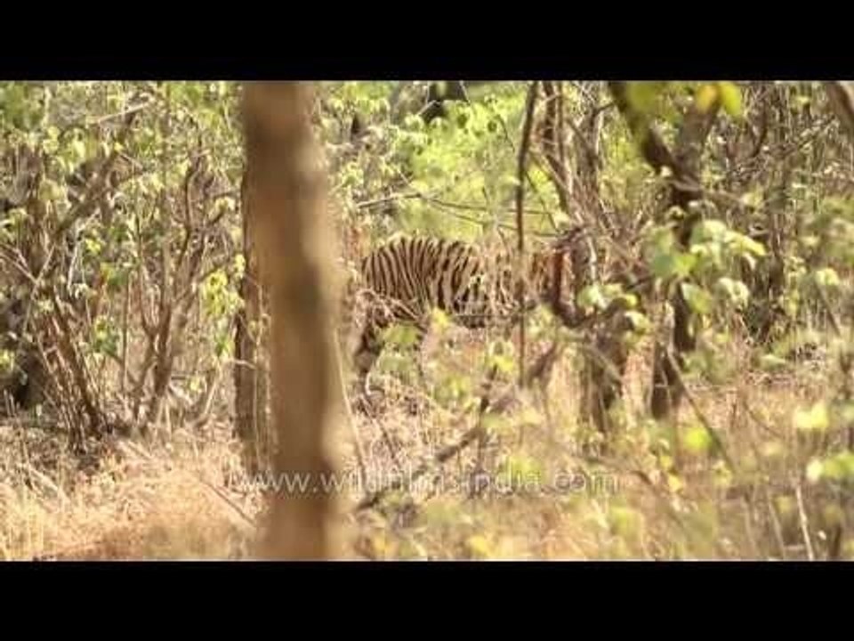 Victory over poaching: tigers are back in Panna!