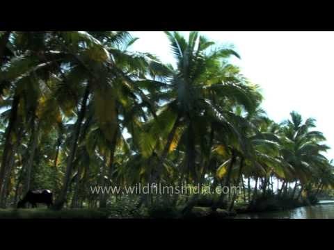 Palm trees at backwaters of Kerala