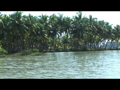 Palm trees along the backwaters in Kerala