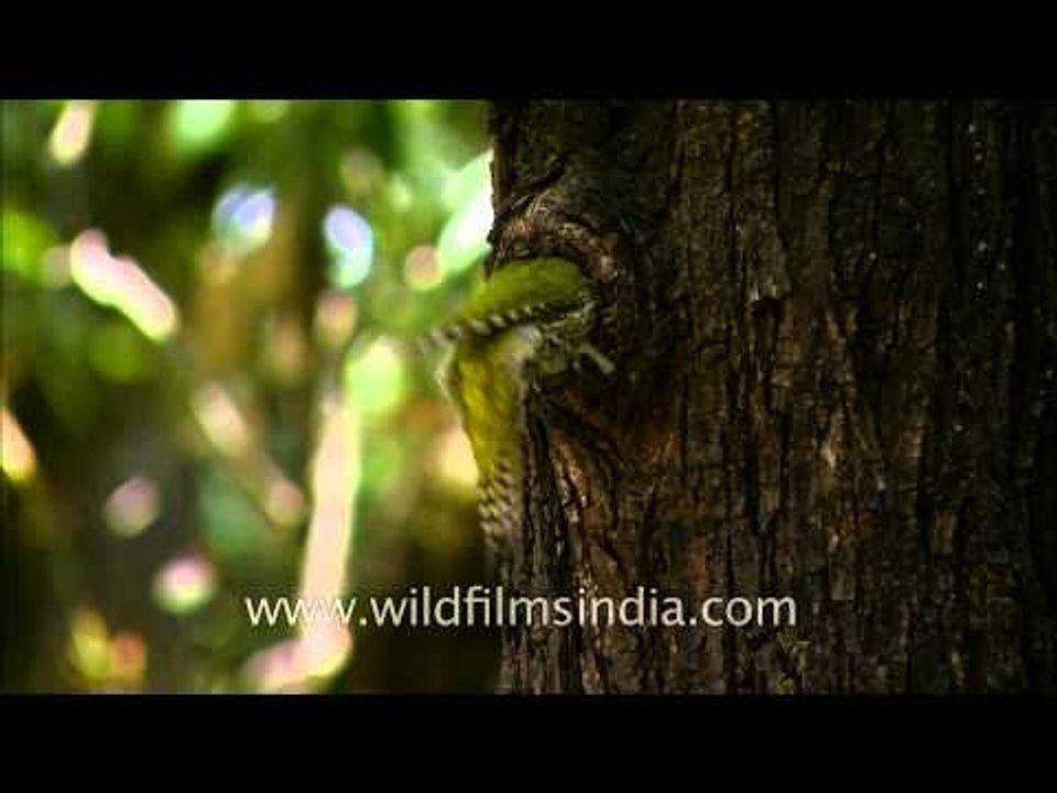 Scaly bellied woodpecker at its nest-hole