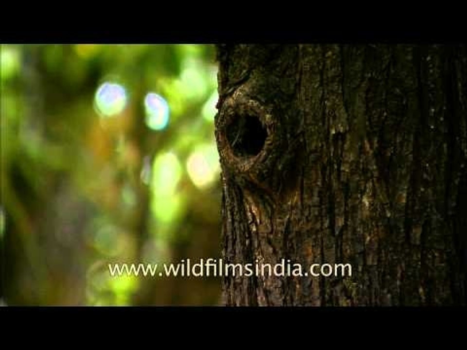 Scaly-bellied Woodpecker (Picus squamatus) in its nest-hole, Uttarakhand