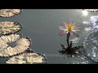 Sun reflects behind lotus blossoms on backwaters of Kerala