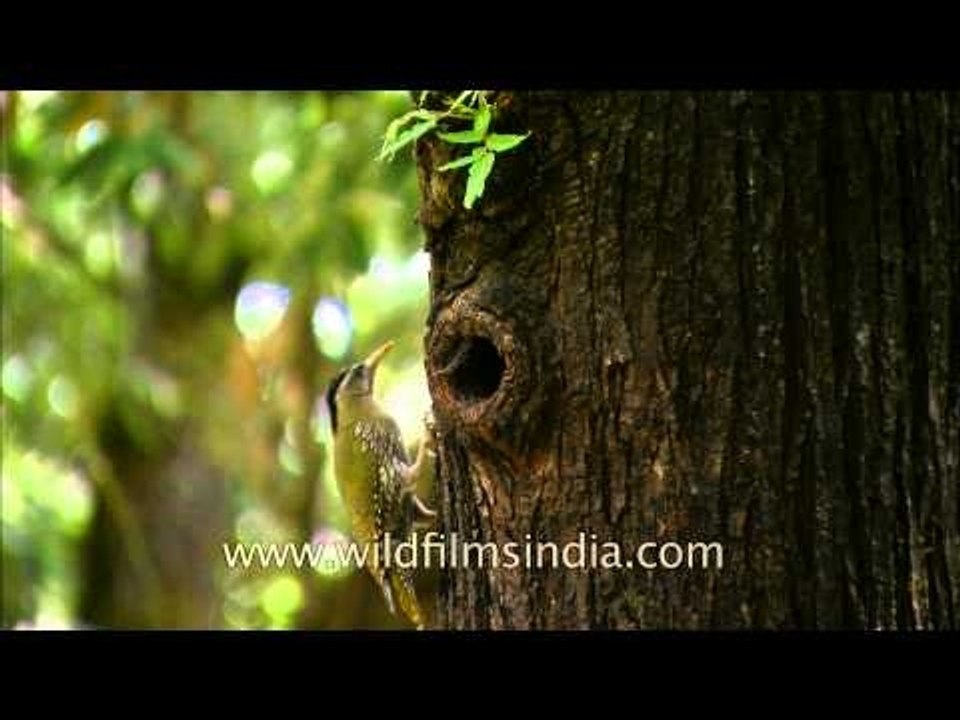 Scaly bellied Woodpecker (Picus squamatus) at its nest-hole: Landour