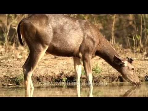 Sambar deer at a waterhole in Panna National Park