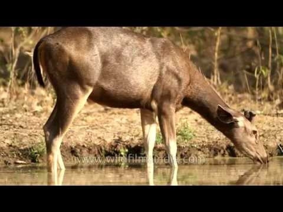 Sambar deer at a waterhole in Panna National Park