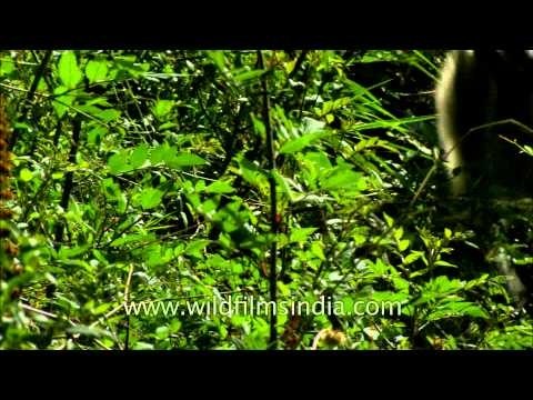 Hanuman langur - Landour, Uttarakhand