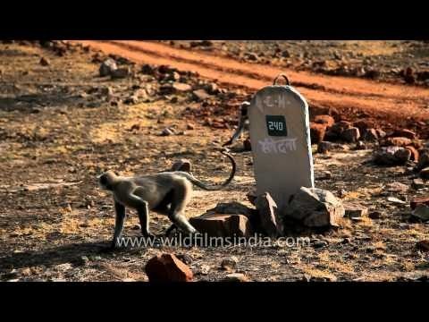 Hanuman langurs in Panna National Park