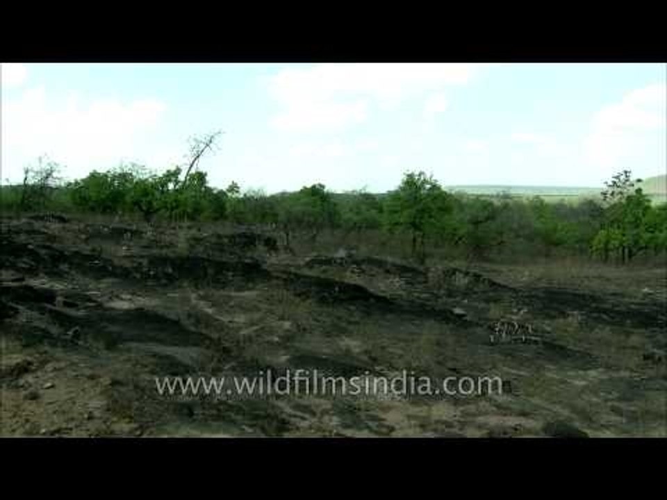 Sambar deer feeding in Panna National Park