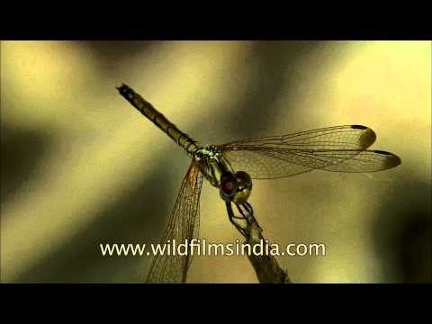 Insects Panna National Park HDC L50 4